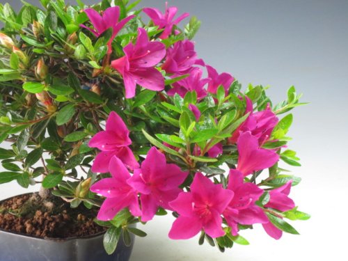 Amazon.co.jp: 盆栽 花芽付！皐月/サツキ（星の輝）の鉢植え【現品